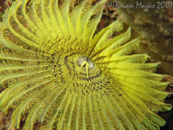 A plain and simple Yellow Fanworm (Notaulax occidentalis)... by Brian Mayes 